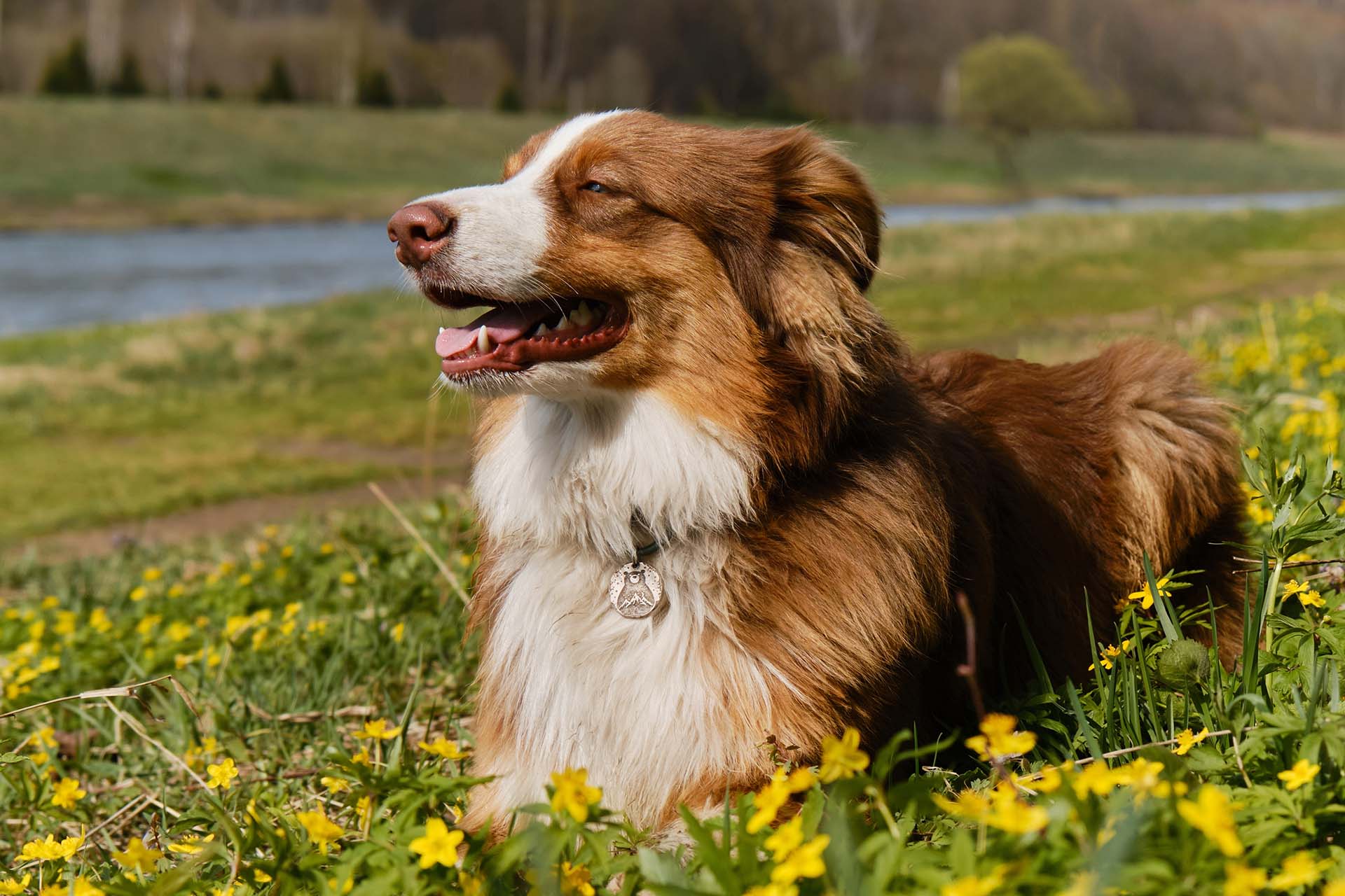 Ce provocări aduce încălzirea vremii pentru animalele de companie?